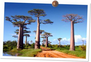 Baobabs de Madagascar