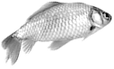 Argent