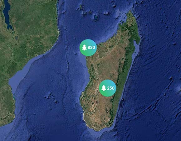 Arbres plantés à Madagascar, Des voeux 1 Arbre